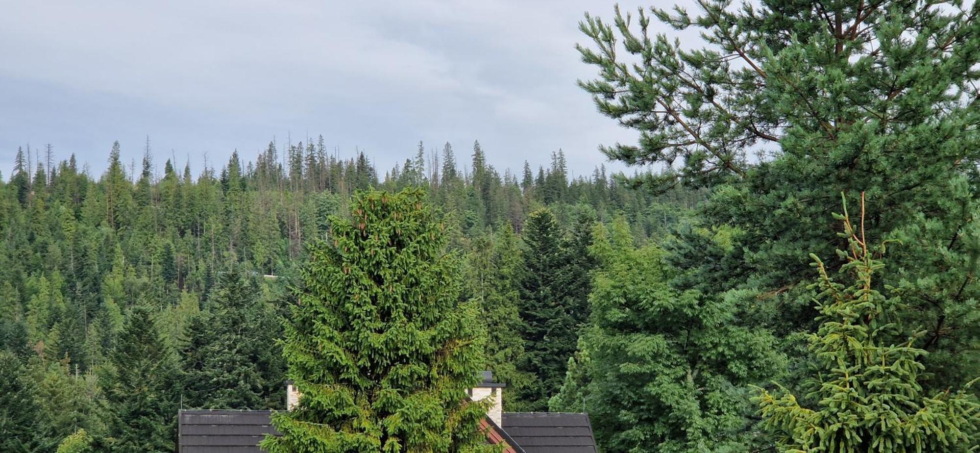 Pokoje Apartamenty Pod Limba Zakopane Luaran gambar